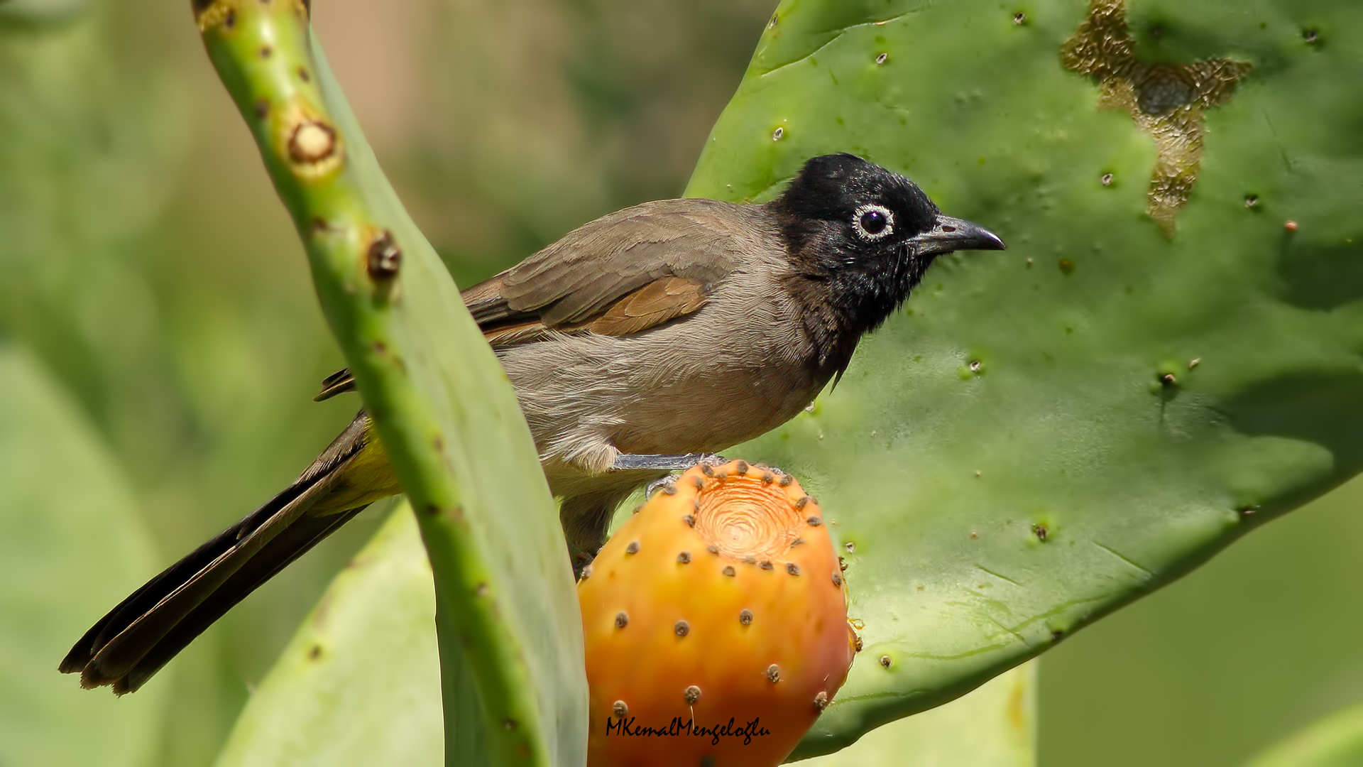 White-spectacled Bulbul